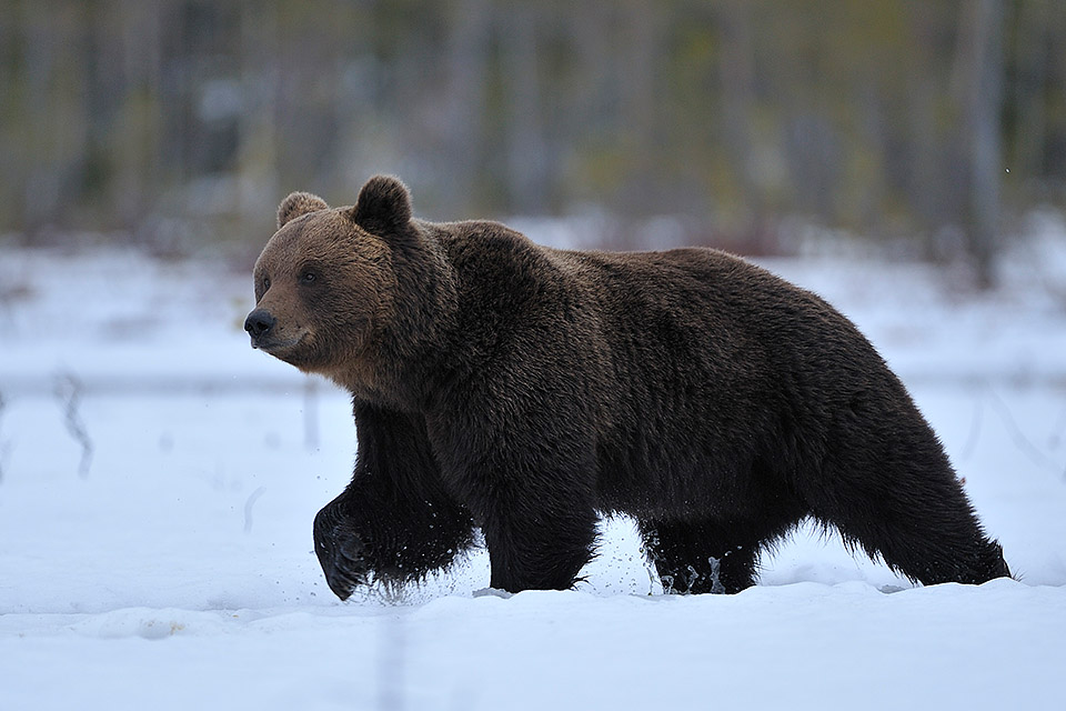 Spring bear